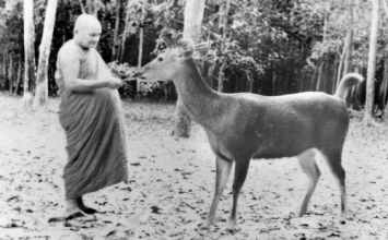 Lời dạy thiền sư Ajahn Chah